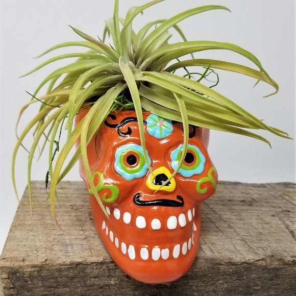 Skull Day of the Dead Home Grown Air Plant - Picture 2 of 5